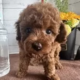 ティーカッププードル