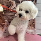 ビションフリーゼ