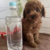 ティーカッププードル