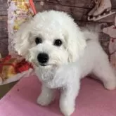 ビションフリーゼ【愛知県・男の子・2025年6月20日・ホワイト】の写真2「シャンプー🧴お利口さんです。」