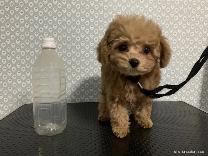ゆう 様のお迎えした子犬