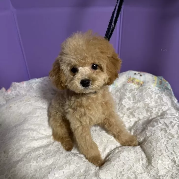ID：2407-02428の子犬