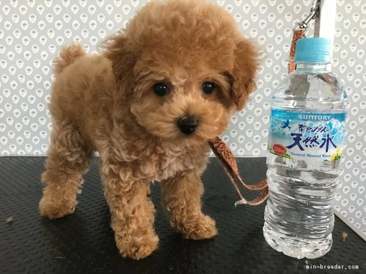 イトウ 様のお迎えした子犬