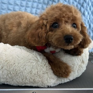 トイプードル(タイニー)【愛知県・男の子・2024年4月4日・レッド】の写真「元気いっぱい🐶人懐っこい🩵可愛い甘えん坊」