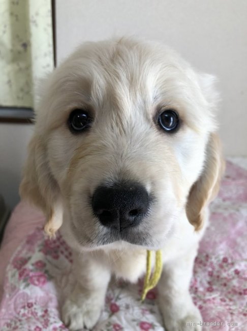 英国ゴールデンレトリバーの子犬 佐々木悠ブリーダー みんなのブリーダー 英国ゴールデンレトリバーの子犬 佐々木悠ブリーダー みんなのブリーダー