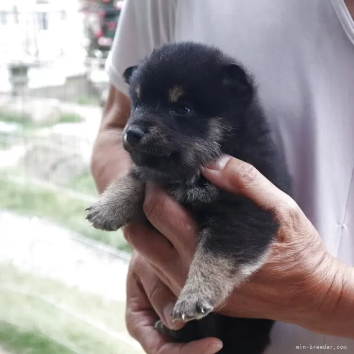 K.F 様のお迎えした子犬