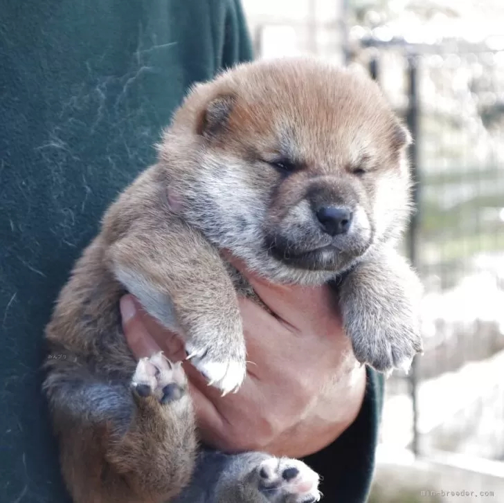 ID:2504-03530の子犬