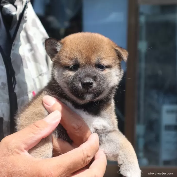 ID：2508-05057の子犬