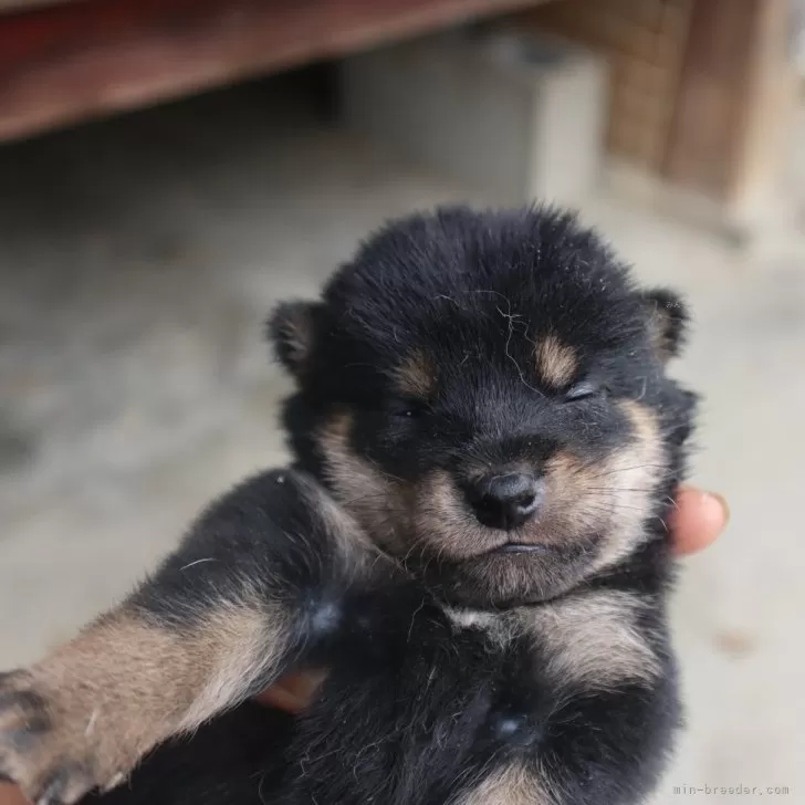 ID：2507-01072の子犬