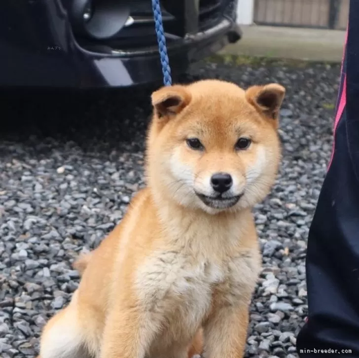 柴犬(標準サイズ)【滋賀県・男の子・2024年9月17日・赤】の写真1