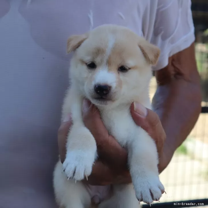ID:2509-04428の子犬