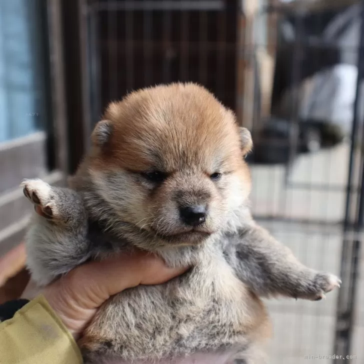 ID：2601-05424の子犬