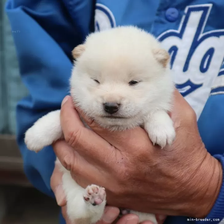 ID：2411-05058の子犬