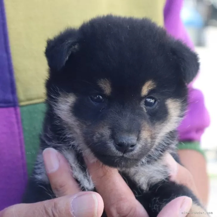 ID：2411-02976の子犬