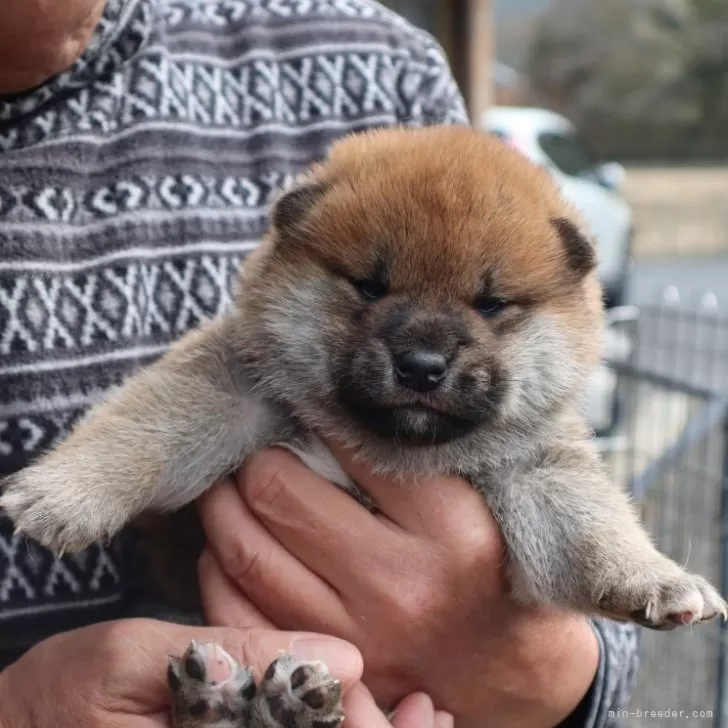 H.H 様のお迎えした子犬
