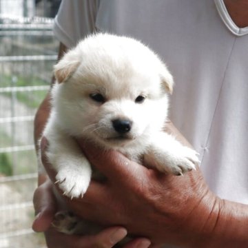 柴犬(標準サイズ)【滋賀県・女の子・2025年3月25日・白 真っ白ではありません  淡赤】の写真「元気な白の女の子です」