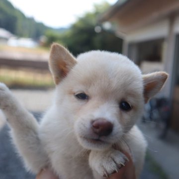 柴犬(豆柴)【滋賀県・女の子・2025年6月14日・白 真っ白ではありません  淡赤】の写真「白の元気な豆柴の女の子です。」
