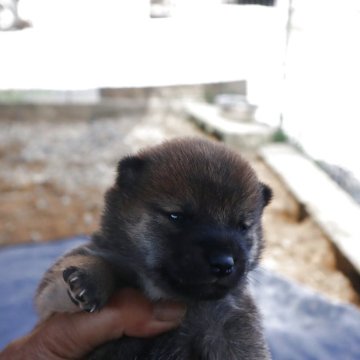 柴犬(豆柴)【滋賀県・女の子・2025年9月21日・赤】の写真「赤の元気な豆柴の女の子です。」