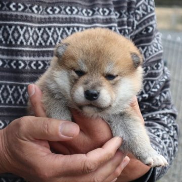 柴犬(標準サイズ)【滋賀県・男の子・2025年2月19日・赤】の写真「赤の元気な男の子です。」