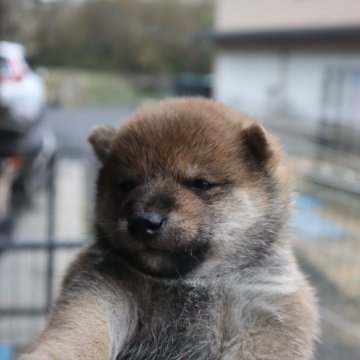 柴犬(豆柴)【滋賀県・男の子・2025年11月9日・赤】の写真「赤の元気な豆柴の男の子です。」