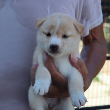 柴犬(豆柴)【滋賀県・女の子・2025年8月14日・淡赤】の写真「淡赤の可愛い女の子です」