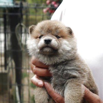 柴犬(標準サイズ)【滋賀県・男の子・2025年3月27日・赤】の写真「元気な赤柴の男の子です。」