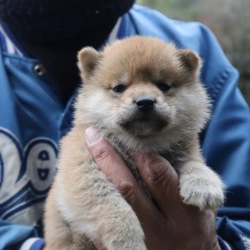 柴犬(豆柴)【滋賀県・男の子・2025年11月4日・赤】の写真「赤の元気な豆柴の男の子です。」
