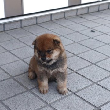 柴犬(豆柴)【滋賀県・女の子・2025年3月15日・赤】の写真「赤の元気な豆柴の女の子です。」
