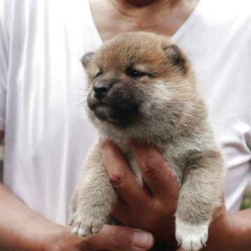 柴犬(標準サイズ)【滋賀県・女の子・2025年3月27日・赤】の写真「赤の元気な女の子です。」