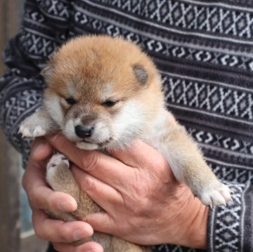 柴犬(標準サイズ)【滋賀県・男の子・2025年2月19日・赤】の写真「赤の元気な男の子です。」