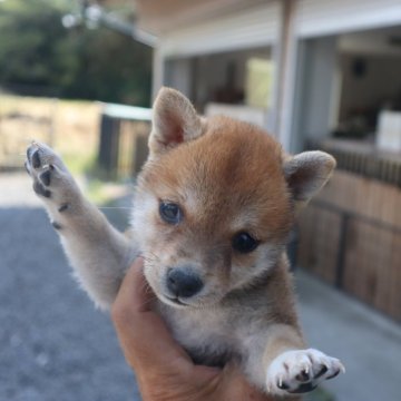 柴犬(豆柴)【滋賀県・女の子・2025年6月14日・赤】の写真「極小サイズの赤豆柴の女の子です」