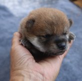 柴犬(豆柴)