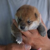 柴犬(豆柴)