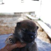 柴犬(豆柴)