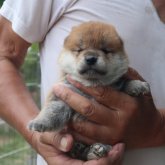 柴犬(豆柴)