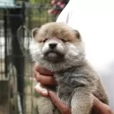 柴犬(標準サイズ)【滋賀県・男の子・2025年3月27日・赤】の写真1