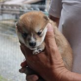 柴犬(豆柴)