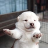 柴犬(豆柴)