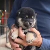 柴犬(標準サイズ)