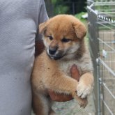 柴犬(標準サイズ)