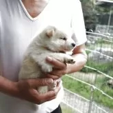 柴犬(標準サイズ)【滋賀県・女の子・2025年3月25日・白 真っ白ではありません  淡赤】の写真2