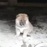 柴犬(標準サイズ)【滋賀県・男の子・2025年3月27日・赤】の写真3