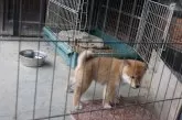 柴犬(標準サイズ)【滋賀県・男の子・2025年6月26日・赤】の写真3