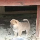 柴犬(標準サイズ)【滋賀県・男の子・2025年3月27日・赤】の写真4