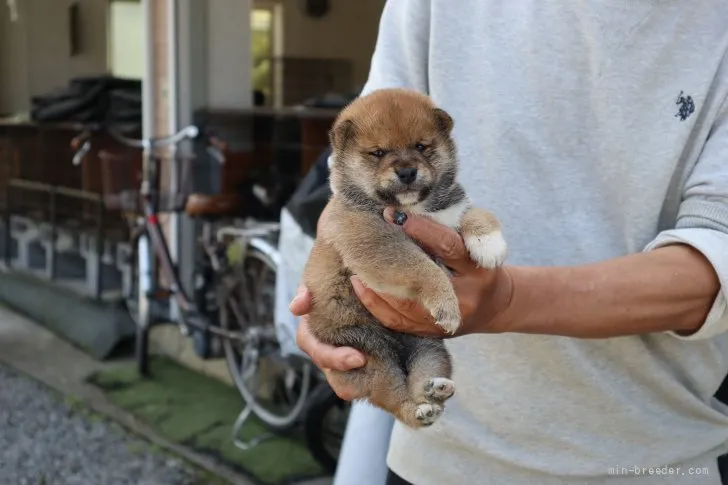 ID：2204-03458の子犬