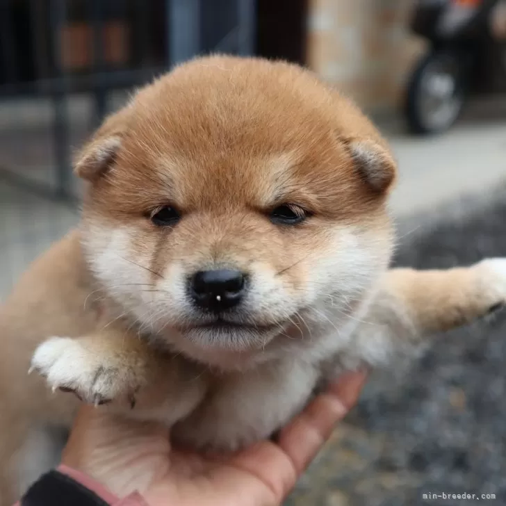 ID:2404-06989の子犬