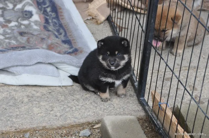 ID:2112-03839の子犬