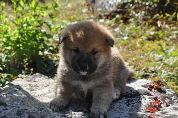 ID:2011-00137の子犬