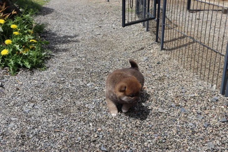 ID:2204-03041の子犬