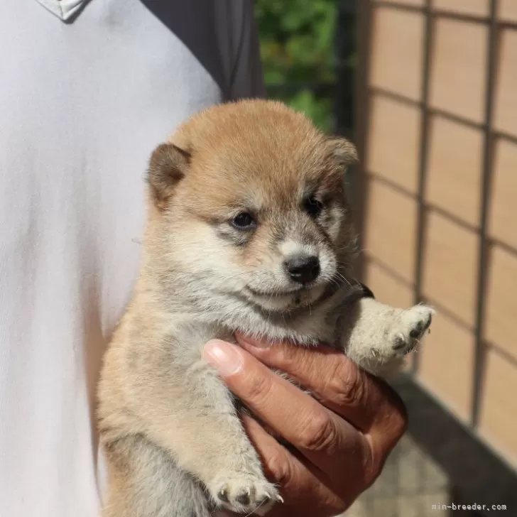 ID：2409-06259の子犬